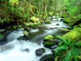 Running Waters, Mount Hood National Forest, Oregon