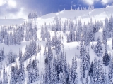 A Comforter of White, Hurricane Ridge, Olympic National Park, Washington