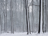 Snow-Covered Forest, Achterhoek Gelderland, The Netherlands