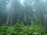 Evergreen Forest, Olympic National Park, Washington