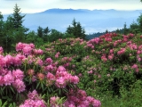 Rhododendrons, Roan Mountain, North Carolina