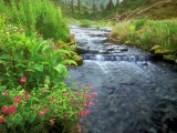 Bagley Creek, Mount Baker Wilderness, Washington