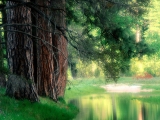 Misty Reflections, Yosemite National Park, California