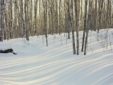 Winter Birch and Aspen Forest, Alaska