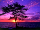 Kiawe Tree, Wailea, Maui, Hawaii