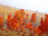 First Snow at Owl Creek Pass, Colorado