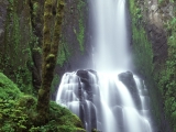 Kentucky Falls, Siuslaw National Forest, Oregon