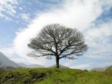 Single Tree, Lake District, Near Little Langdale, England