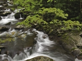 Stream, Great Smoky Mountains National Park, Tennessee