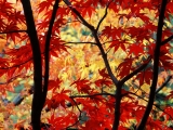 Japanese Maple and Autumn Foliage, Portland, Oregon