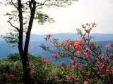 Blue Ridge Mountains, North Carolina
