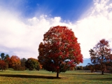 Red Maple Tree, Bernheim Forest Arboretum, Clermont, Kentucky