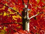Autumnal Maple