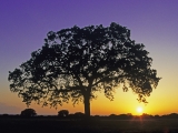 Oak Tree at Sunset, Burnet County, Texas