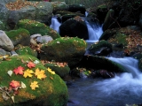 Cascade and Autumn Leaves, Great Smoky Mountains National Park, Tennessee