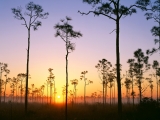 Silhouetted Pines at Sunrise, Everglades National Park, Florida