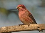 Purple Finch