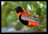 Red Bishop