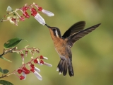 Purple-Throated Mountain-Gem, Costa Rica