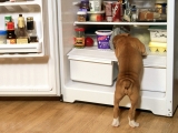 Raiding the Fridge, Boxer Pup