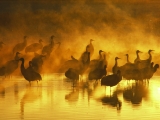 Sand Hill Cranes in Fog