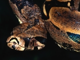 Scales, Red -Tailed Boa