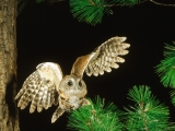 Screech Owl, Pennsylvania