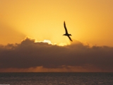 Seagull at Sunset, California