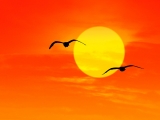 Seagulls at Sunrise, Florida