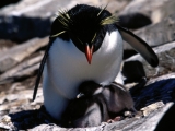 Sheltering, Rockhopper Penguins