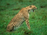 Sleepy Cheetah, Kenya, Africa