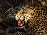 Snarl, Spotted Leopard
