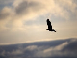 Soaring Free, Bald Eagle, Alaska