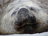 Southern Elephant Seal, Falklands