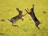 Sparring Hares