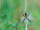 Spinning a Web, Argiope