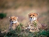 Spotting Trouble, Cheetahs