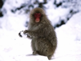 Starting a Snowball Fight, Japanese Snow Monkey