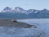 Strolling the Emerald Coastline, Brown Bear, Alaska