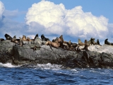 Sun Bathing, Steller Sea Lions, Alaska