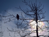 Sunset Perch, Bald Eagle