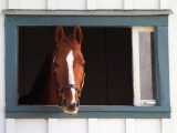 Thoroughbred Race Horse, Lexington, Kentucky
