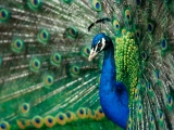 True Colors, Peacock