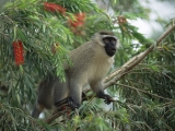 Vervet Monkey, East Africa