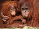 Very Protective, Orangutans