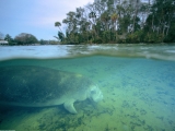 West Indian Manatee, Crystal River, Florida