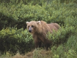 Wet and Wild, Brown Bear, Alaska
