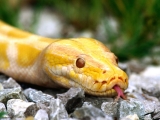 What Are You Looking At_ Albino Burmese Python