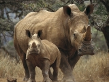 White Rhinoceros, Kenya, Africa