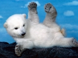 Whoops! Polar Bear